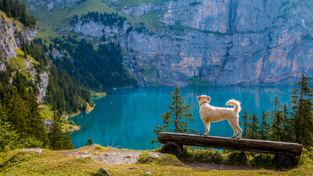 🐾 How to Keep Your Dog Happy & Healthy Indoors