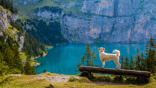 🐾 How to Keep Your Dog Happy & Healthy Indoors